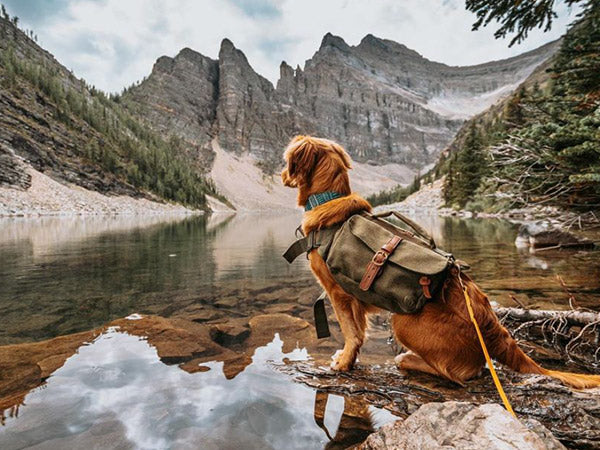 Best places to hike with outlet a dog near me