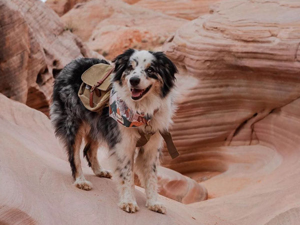 Australian shepherd hiking hotsell