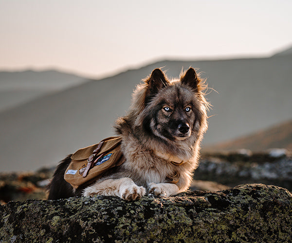 Bark Ranger Dog Bandana -  New Zealand